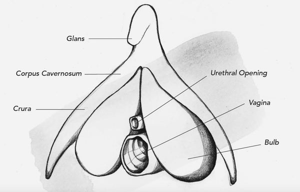 the clitoris has legs and more anatomy