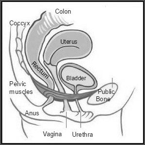 Pelvic Organ Prolapse